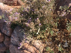 Limonium cordatum