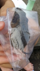 Peromyscus polionotus