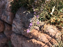 Limonium cordatum