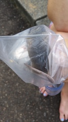 Peromyscus polionotus