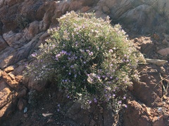Limonium cordatum