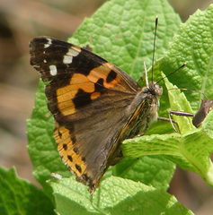 Vanessa indica indica
