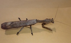 Epaphrodita musarum