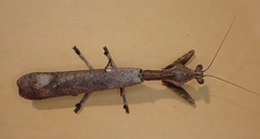 Epaphrodita musarum
