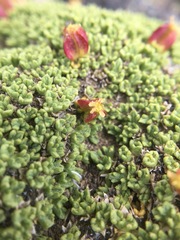 Azorella valentini