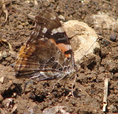 Vanessa indica indica