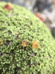 Azorella valentini