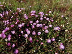 Lampranthus filicaulis