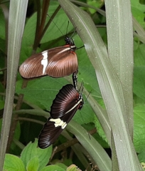 Heliconius clysonymus montanus