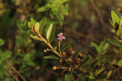 Lepidaploa karstenii