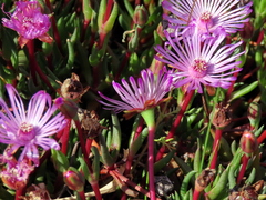 Lampranthus filicaulis