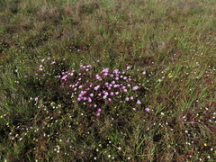 Lampranthus filicaulis