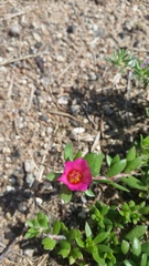Portulaca amilis