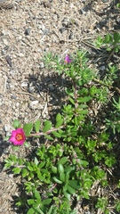 Portulaca amilis