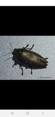 Buprestis confluenta