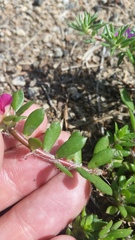 Portulaca amilis