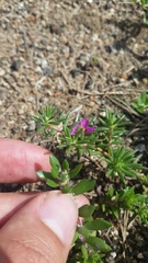Portulaca amilis