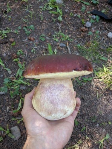 Ruby Porcini