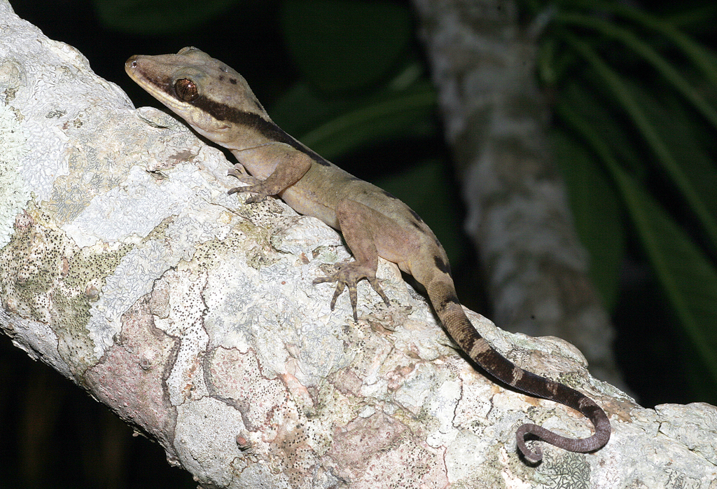 Guadalcanal Bow-Fingered Gecko