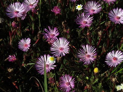 Lampranthus filicaulis