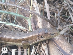 Abronia moreletii temporalis