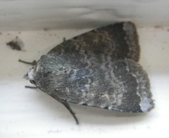 Abagrotis variata