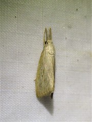 Eoreuma densellus