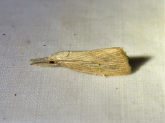 Eoreuma densellus