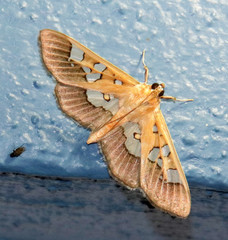 Phostria oajacalis