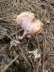 Ganoderma curtisii