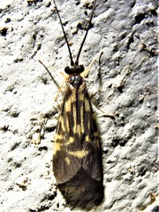 Macrostemum carolina