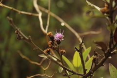 Lepidaploa karstenii