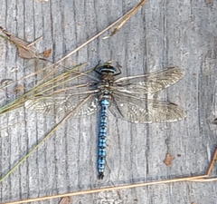Aeshna caerulea