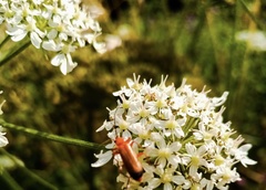 Rhagonycha fulva