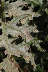 Neoerysiphe galeopsidis