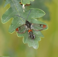 Synanthedon formicaeformis