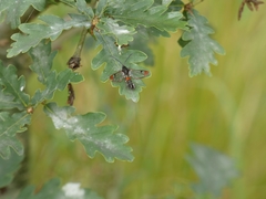 Synanthedon formicaeformis