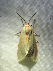 Pygarctia abdominalis