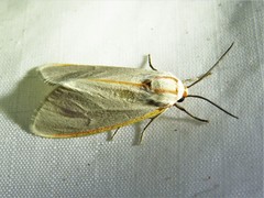 Pygarctia abdominalis