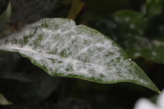 Golovinomyces magnicellulatus