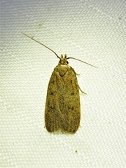 Glyphidocera juniperella