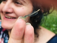 Platycnemis pennipes