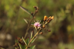 Lepidaploa karstenii