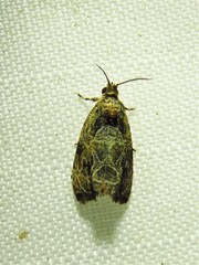 Olethreutes tilianum