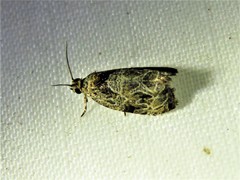 Olethreutes tilianum