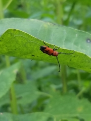 Tetraopes melanurus