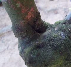 Crematogaster inflata