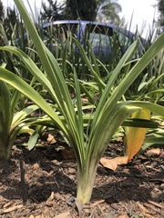 Liliopsida