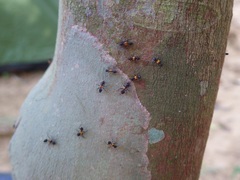 Crematogaster inflata