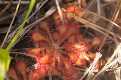Drosera